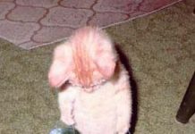 Diálogos Delfianos: A nova lei de estágios