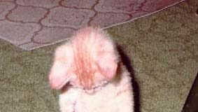 Diálogos Delfianos: A nova lei de estágios