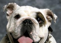 Hugh Jackman quer ser um buldogue!