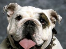 Hugh Jackman quer ser um buldogue!