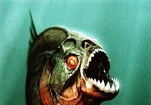 Piranha 3D tem continuação garantida