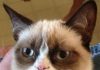 Vem aí um filme do Grumpy Cat!