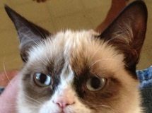 Vem aí um filme do Grumpy Cat!