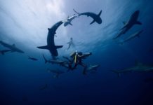 A Odisseia conta a saga de Jacques Cousteau Delfos, A Odisseia