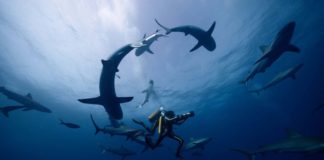 A Odisseia conta a saga de Jacques Cousteau Delfos, A Odisseia