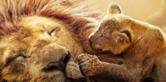 Crítica O Rei Leão: o passado ainda dói Crítica O Rei Leão, O Rei Leão, O Rei Leão remake, O Rei Leão 2019, Delfos