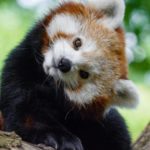 Red-panda-panda-vermelho-fofo