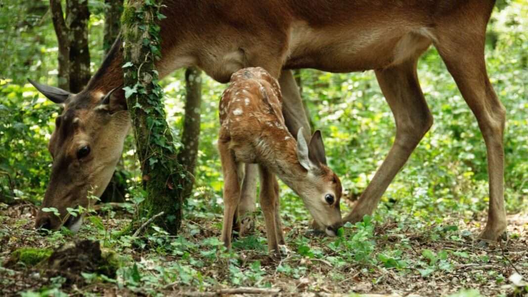 Bambi, Bambi Uma Aventura Na Floresta, Delfos