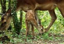 Crítica Bambi Uma Aventura na Floresta: cervos em live-action sem CGI Bambi, Bambi Uma Aventura Na Floresta, Delfos