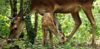 Crítica Bambi Uma Aventura na Floresta: cervos em live-action sem CGI Bambi, Bambi Uma Aventura Na Floresta, Delfos