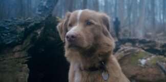 Crítica Bom Menino: sobre as excelentes ideias… Bom Menino, Paris Filmes, Delfos