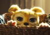 Crítica Marsupilami: agora no cinema Marsupilami, Paris Filmes, André Franchin, Delfos